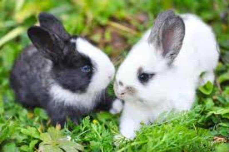 rabit  pair 2