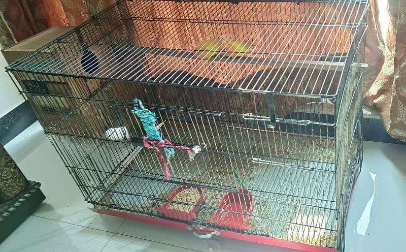 love birds with cage for sale 1