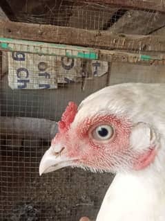 paper white heera aseel madi murgi hen for sale