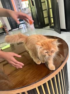 persian Triple Coated golden very active cat