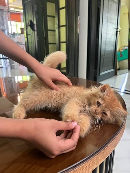 persian Triple Coated golden very active cat 2