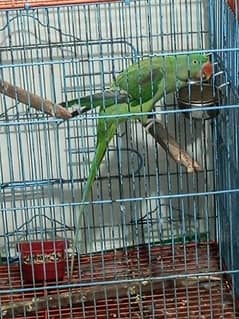 raw parrot for sale 0