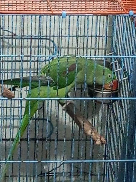 raw parrot for sale 1