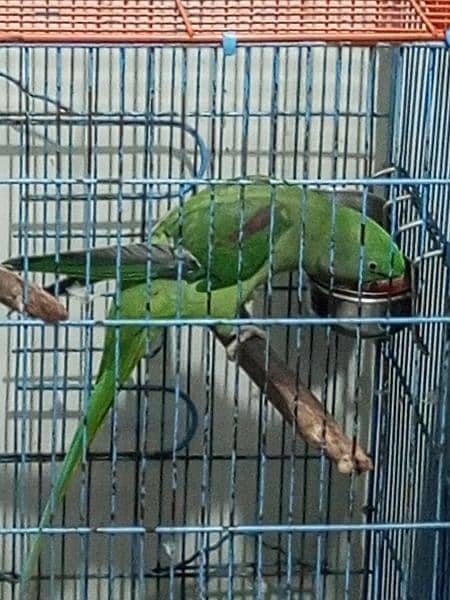 raw parrot for sale 2