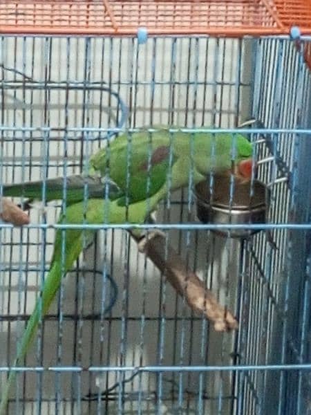 raw parrot for sale 3