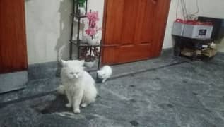 Beautiful Persian cat for sale