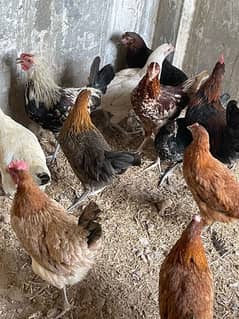 golden misri  egg laying hen pathiya