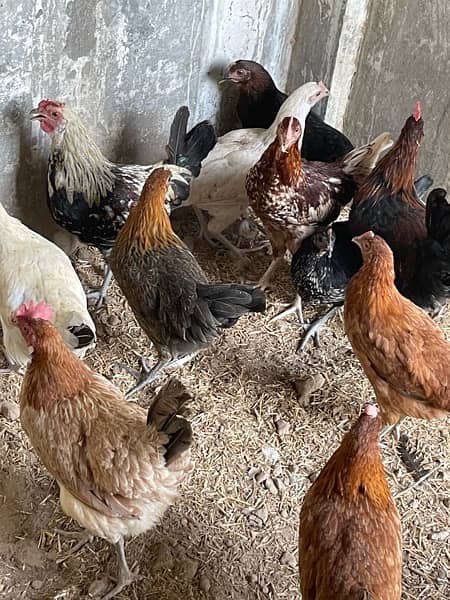 golden misri  egg laying hen pathiya 0