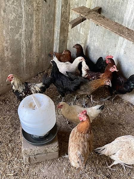 golden misri  egg laying hen pathiya 1