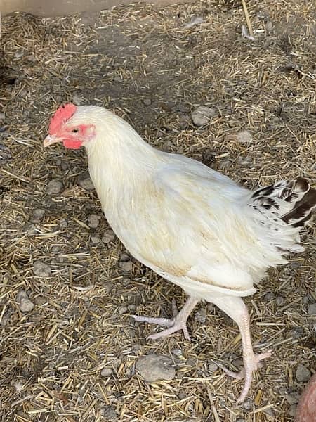 golden misri  egg laying hen pathiya 3