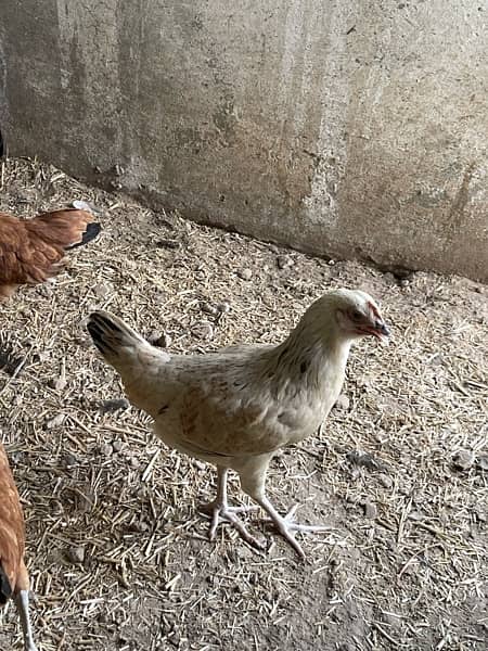 golden misri  egg laying hen pathiya 4