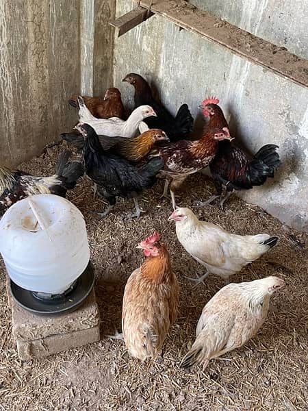 golden misri  egg laying hen pathiya 5