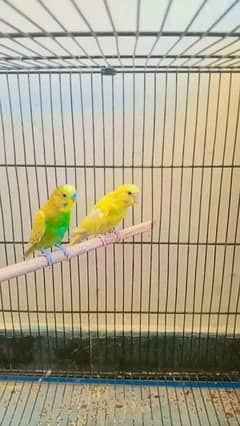 budgie pair for sale