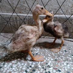 baby ducks for sale cheap price