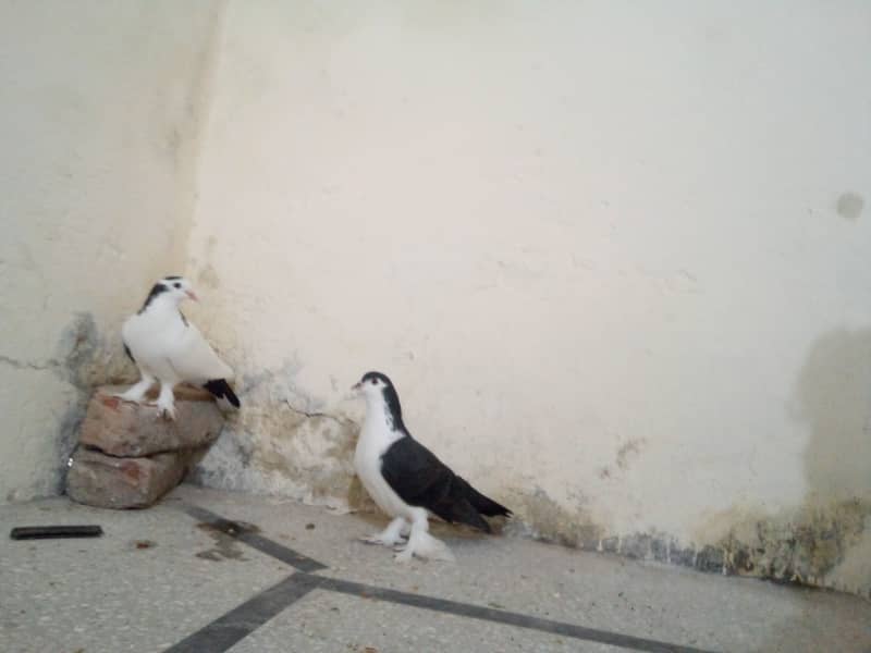 Pair of only two pigeons Healthy Adults and fit for breeding 0