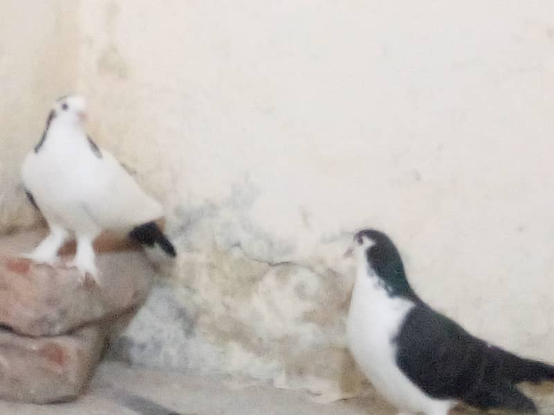 Pair of only two pigeons Healthy Adults and fit for breeding 1