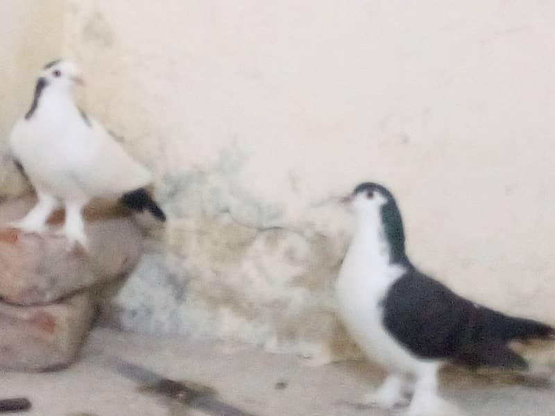 Pair of only two pigeons Healthy Adults and fit for breeding 2