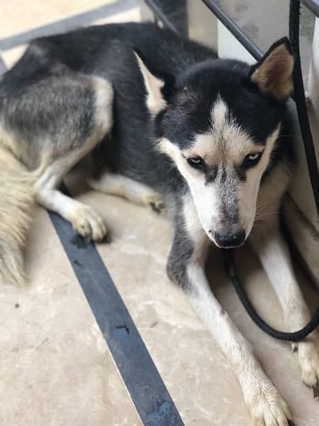 Siberian husky male for sale 2