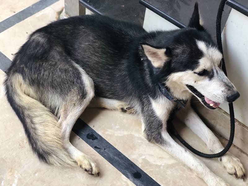 Siberian husky male for sale 3