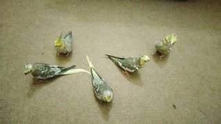 tamed cockatiels per piece 0