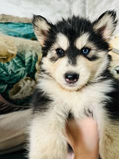 siberian husky puppies