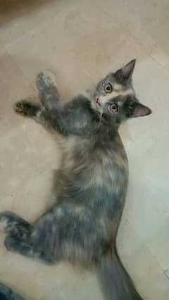 Persian kitten gray color