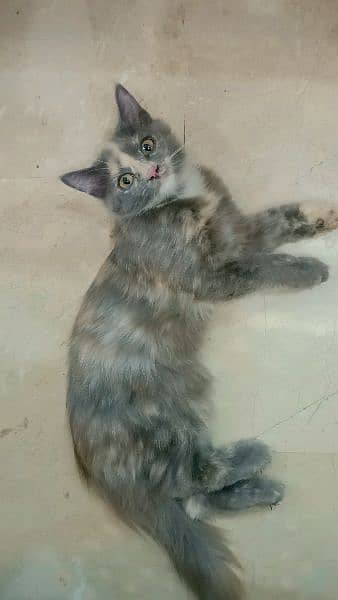 Persian kitten gray color 1