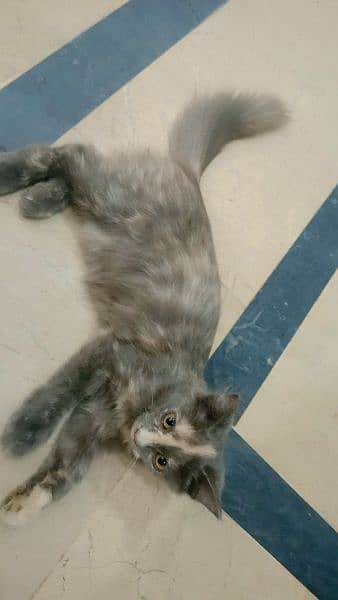 Persian kitten gray color 2