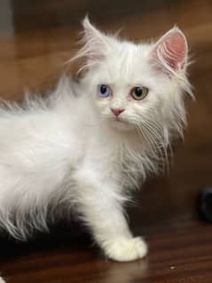 Persian kitten. odd eyes . Triple coated 0