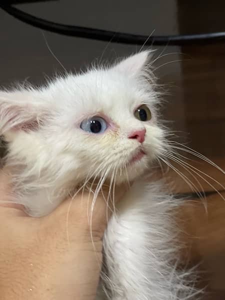 Persian kitten. odd eyes . Triple coated 1