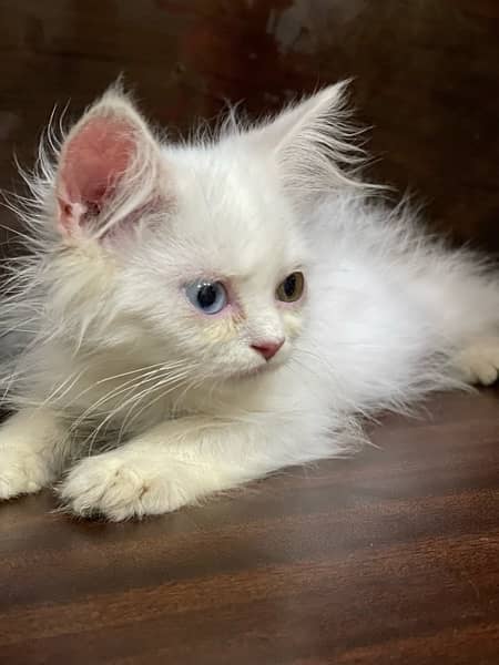 Persian kitten. odd eyes . Triple coated 3