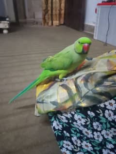 Ring neck parrot hand tame price 13500