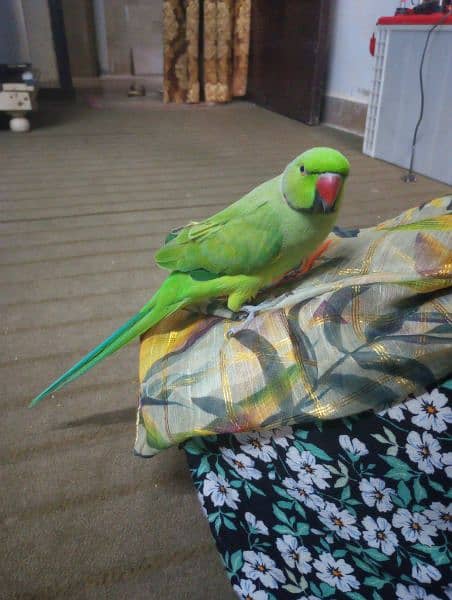 Ring neck parrot hand tame price 13500 1