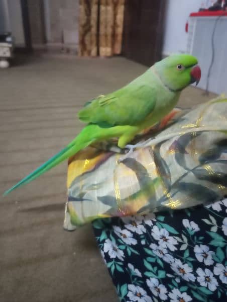 Ring neck parrot hand tame price 13500 2