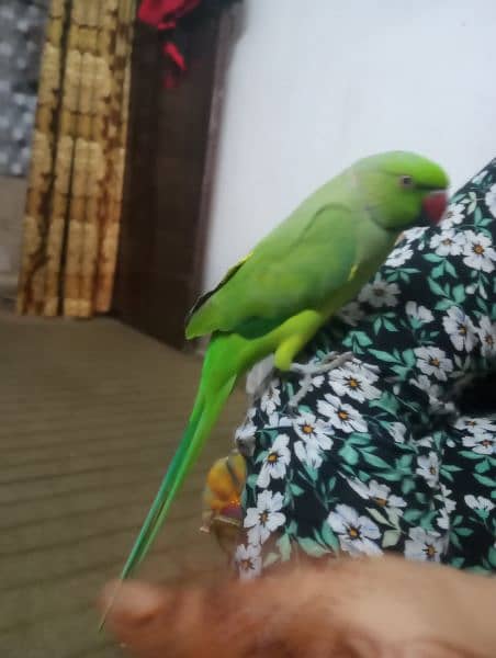 Ring neck parrot hand tame price 13500 3