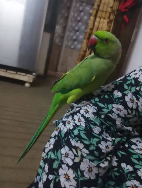 Ring neck parrot hand tame price 13500 4