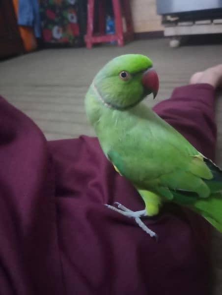 Ring neck parrot hand tame price 13500 6