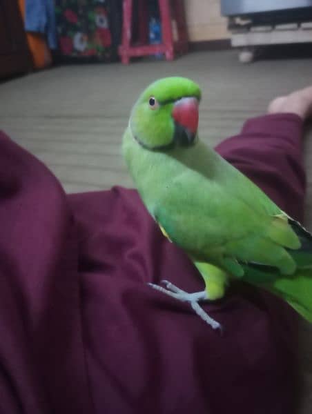 Ring neck parrot hand tame price 13500 7