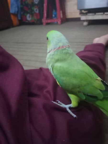 Ring neck parrot hand tame price 13500 8