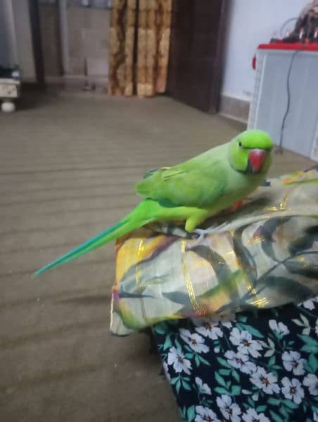 Ring neck parrot hand tame price 13500 9