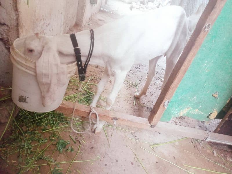 goat for sale 3