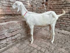 Mohamad puri bakri for sale 03052593845