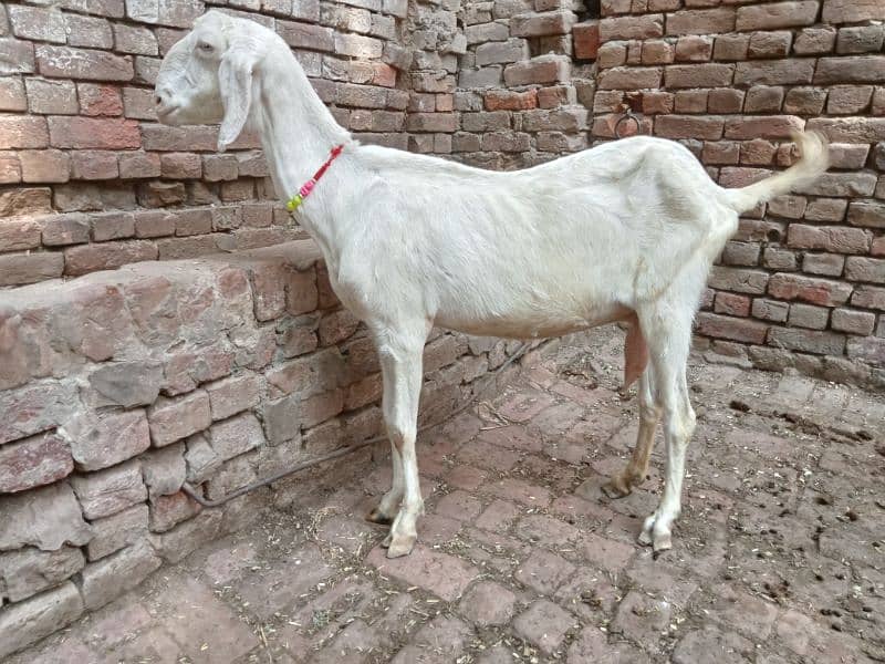 Mohamad puri bakri for sale 03052593845 1