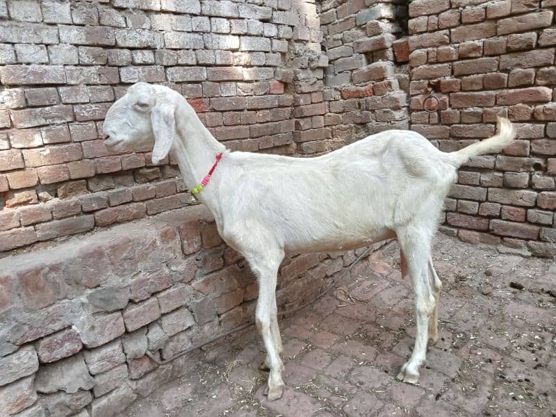 Mohamad puri bakri for sale 03052593845 2