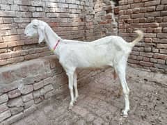 Mohamad puri bakri for sale 03052593845