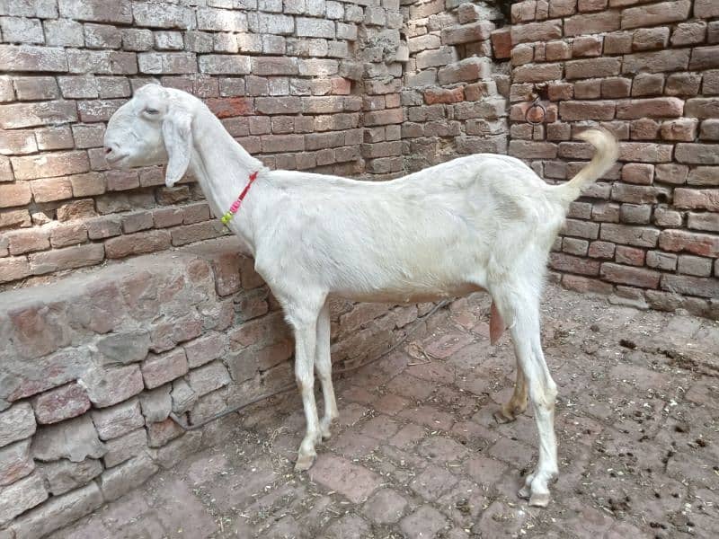 Mohamad puri bakri for sale 03052593845 0