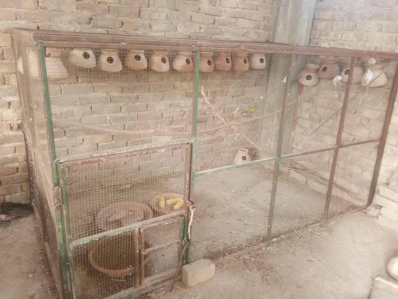 IRON CAGE WITH 4PAIR BUDGIE PARROTS 0