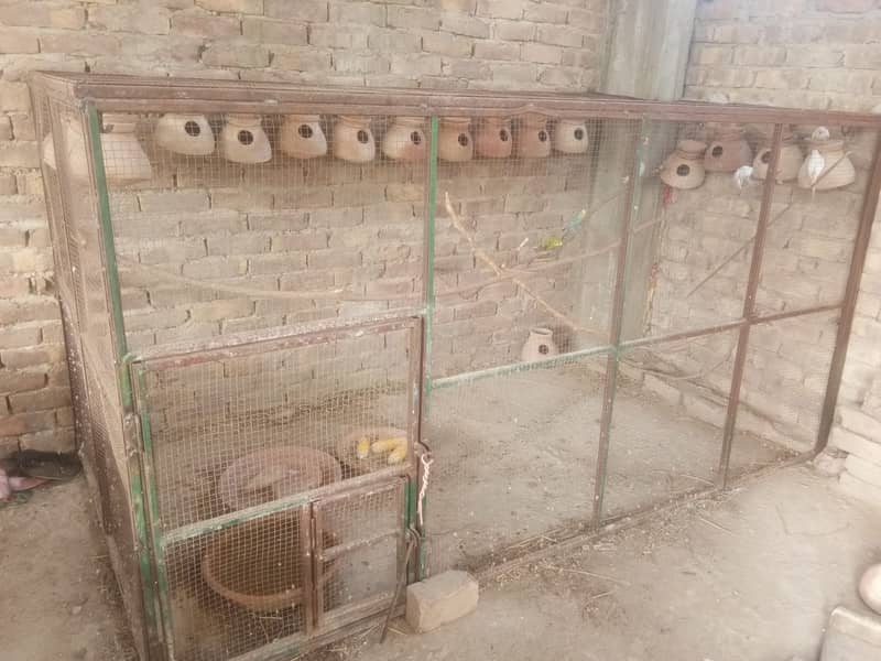 IRON CAGE WITH 4PAIR BUDGIE PARROTS 1