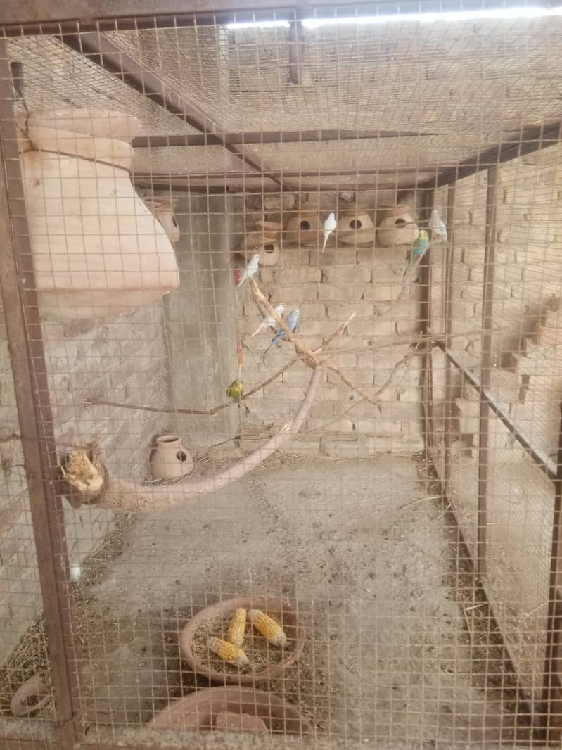 IRON CAGE WITH 4PAIR BUDGIE PARROTS 2