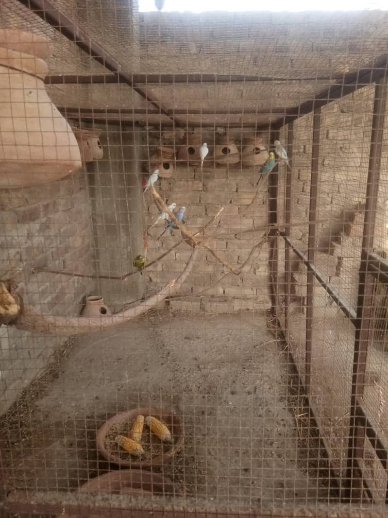 IRON CAGE WITH 4PAIR BUDGIE PARROTS 4